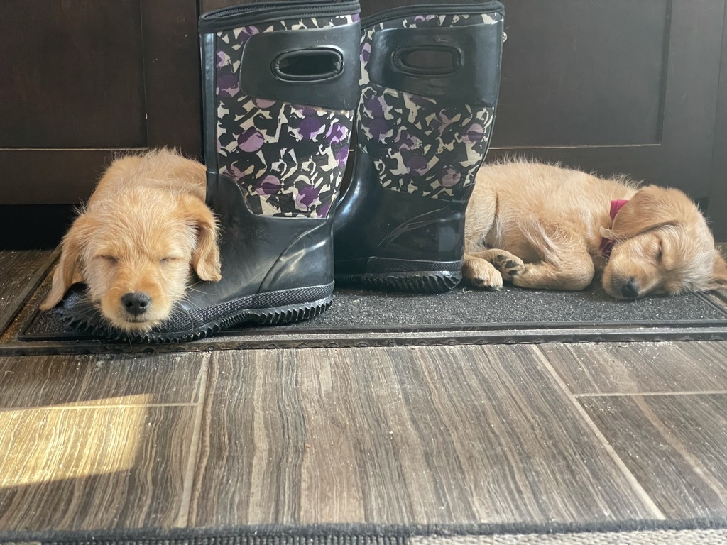 An image of two puppies sleeping beside a pair of black boots.